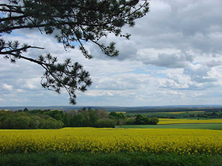 Champ à Alligny