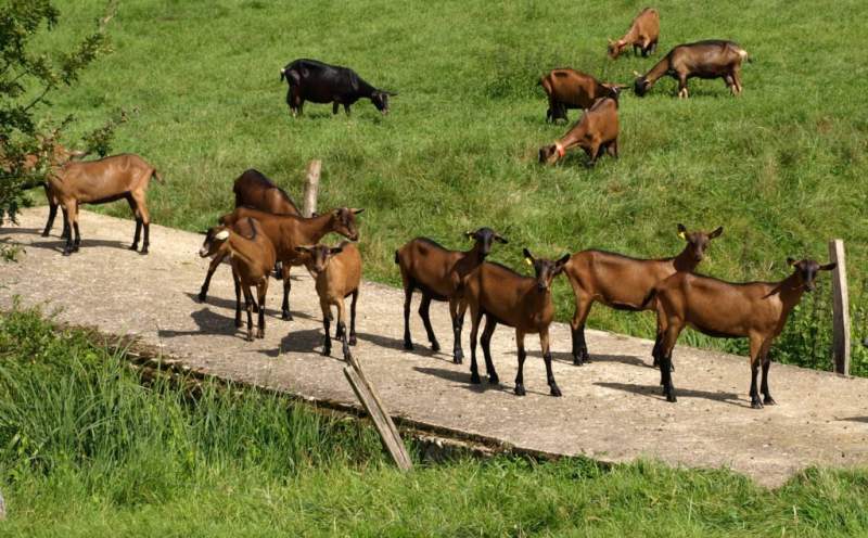 Chèvres de Couloutre